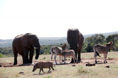 Addo Elephant Nationalpark