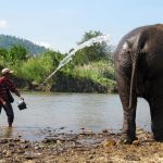 Chiang Mai - Elephant Nature Park