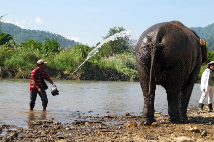 Chiang Mai - Elephant Nature Park