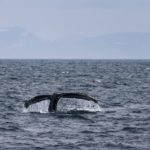 Wale vor Island